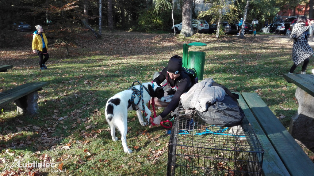 Puchar Polski w Dogtrekkingu - Lubliniec 2021