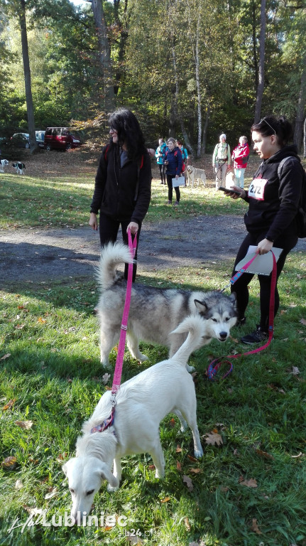 Puchar Polski w Dogtrekkingu - Lubliniec 2021