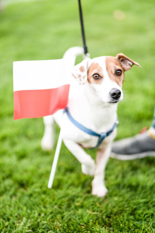 Bieg Niepodległości w obiektywie Czesławy Włuki