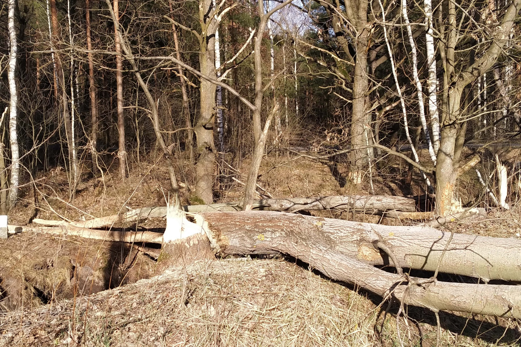 Bobry zadomowiły się w naszych lasach