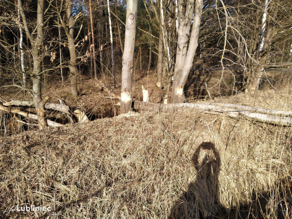 Bobry zadomowiły się w naszych lasach