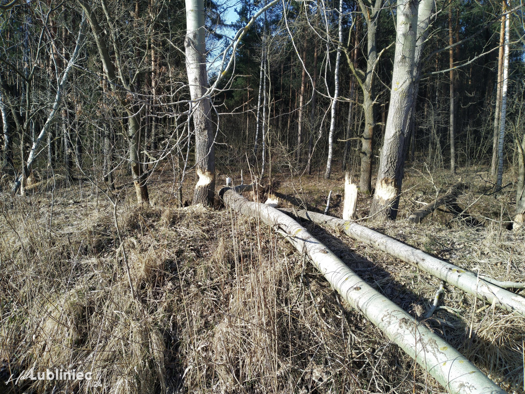 Bobry zadomowiły się w naszych lasach
