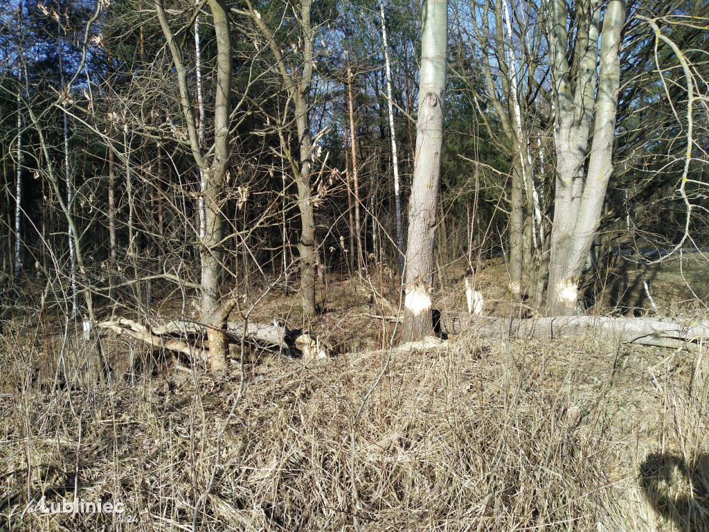 Bobry zadomowiły się w naszych lasach