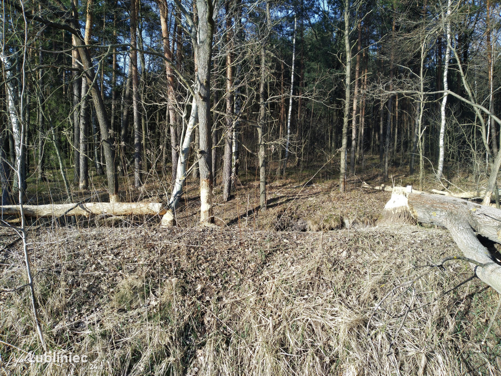 Bobry zadomowiły się w naszych lasach