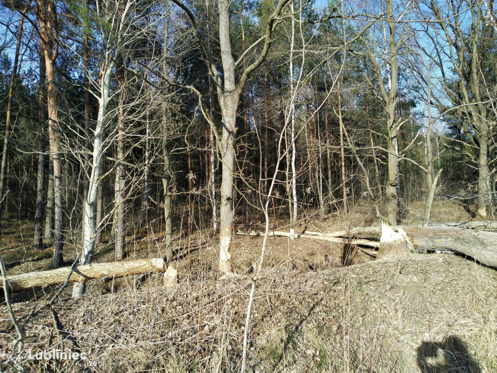 Bobry zadomowiły się w naszych lasach