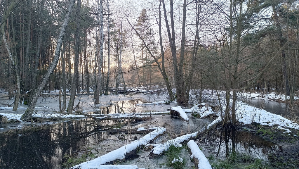 Powiat lubliniecki. Gdzie można spotkać bobry?