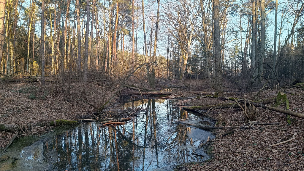 Powiat lubliniecki. Gdzie można spotkać bobry?