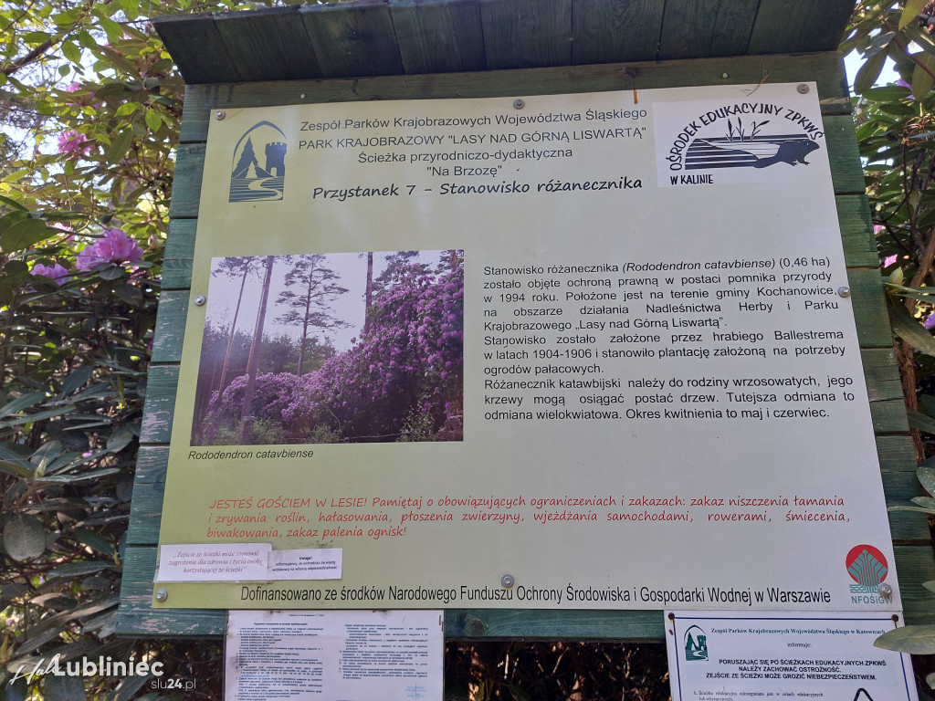 Różaneczniki w Pawełkach. Warto się tu wybrać