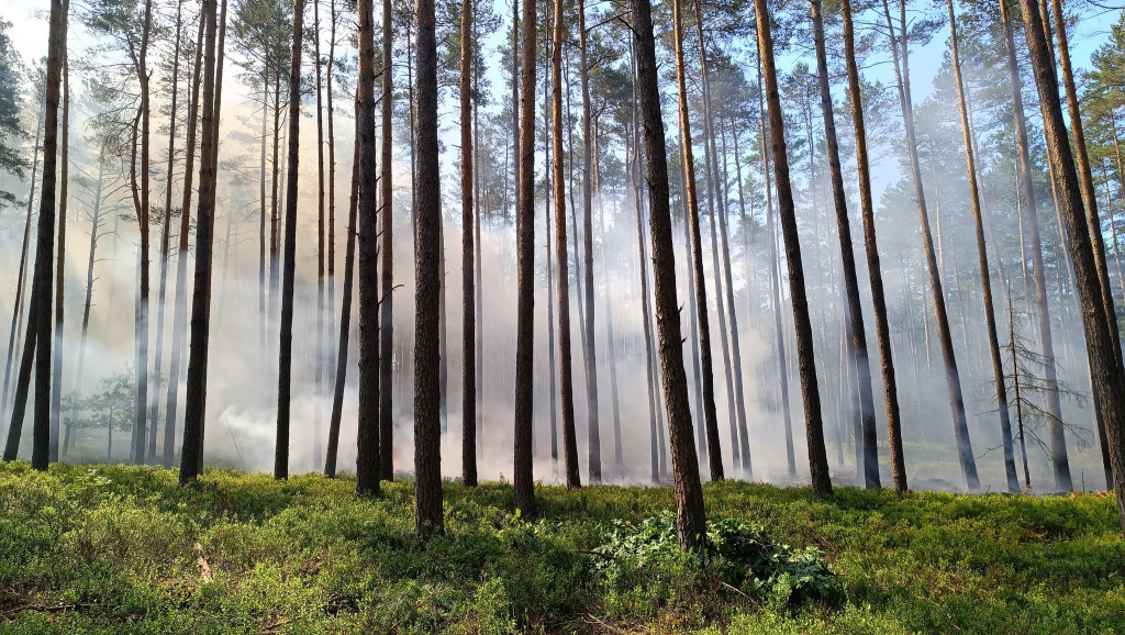 Pożar w leśnictwie Kokotek, wezwano śmigłowiec