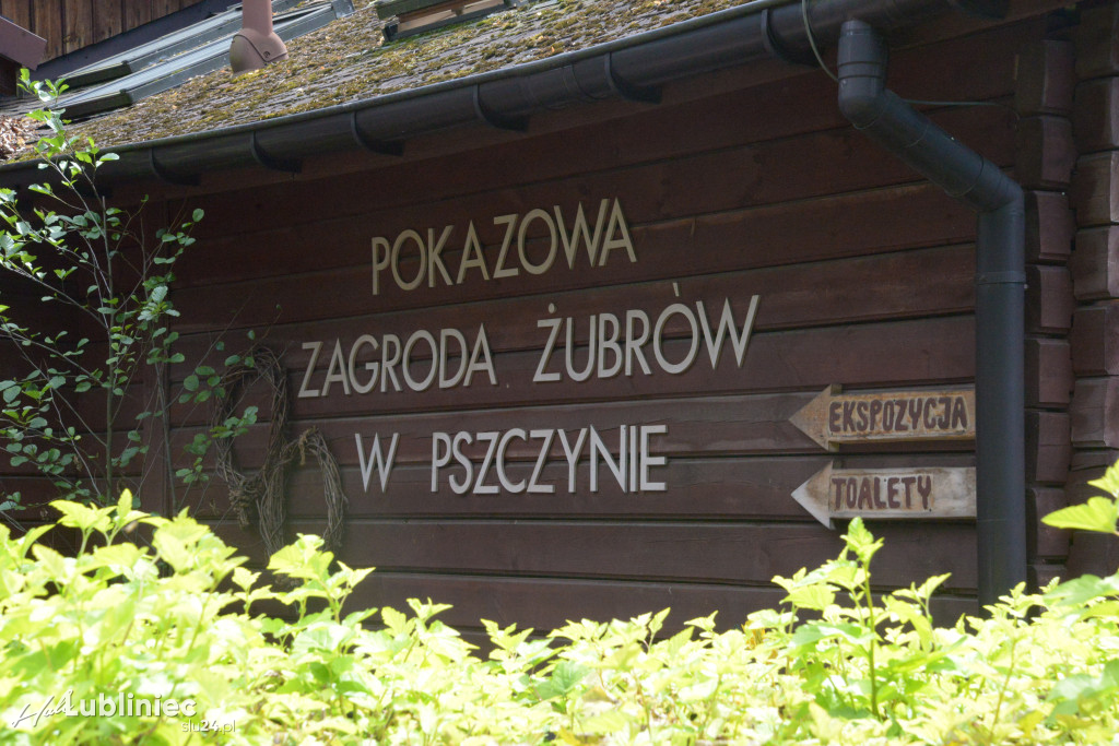 Pokazowa Zagroda Żubrów w Pszczynie