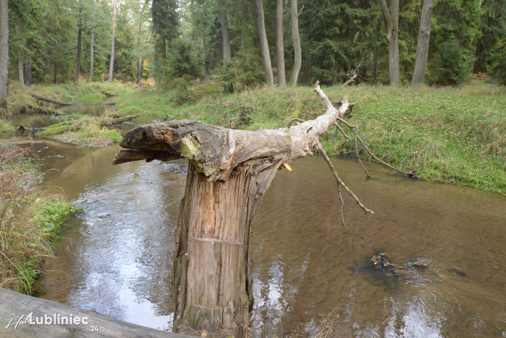Spacer z leśnikiem nad rzeką Mała Panew