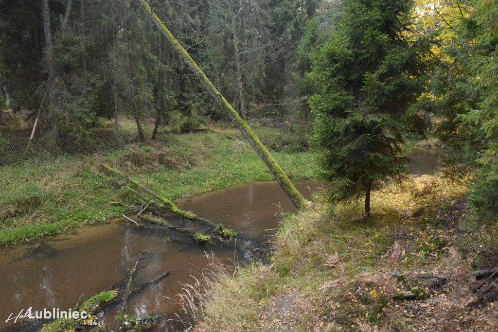 Spacer z leśnikiem nad rzeką Mała Panew