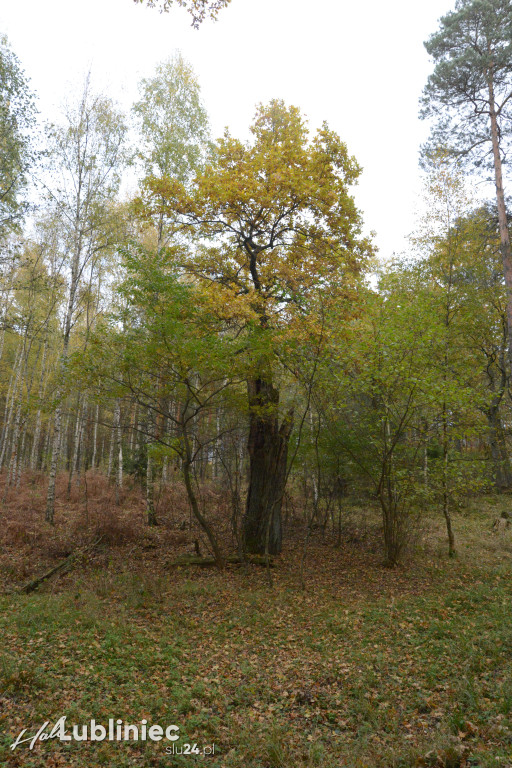 Spacer z leśnikiem nad rzeką Mała Panew