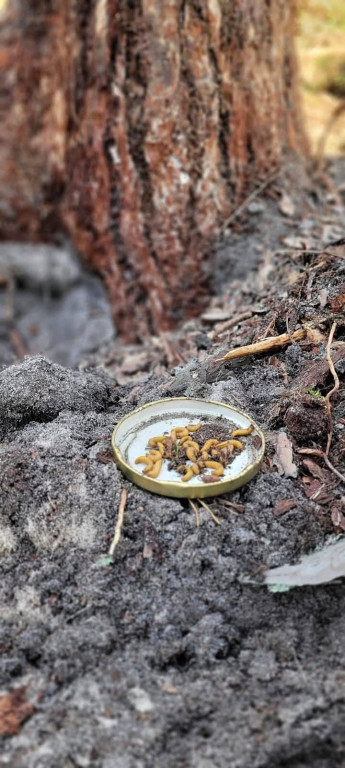 Nadleśnictwo Lubliniec. Poszukiwania w lesie