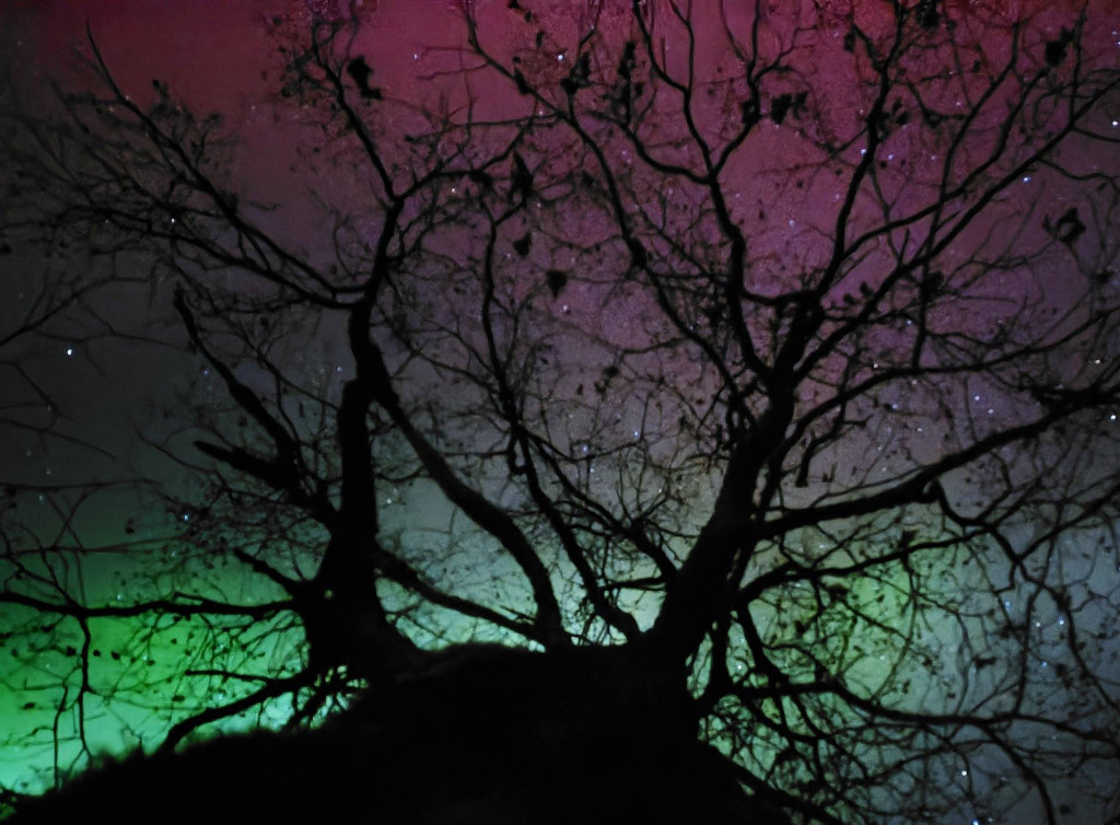 Zorza polarna nad lublinieckimi lasami