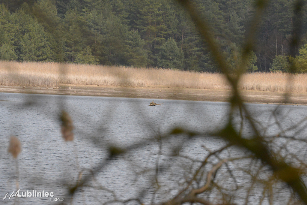 Staw Piegża wysycha