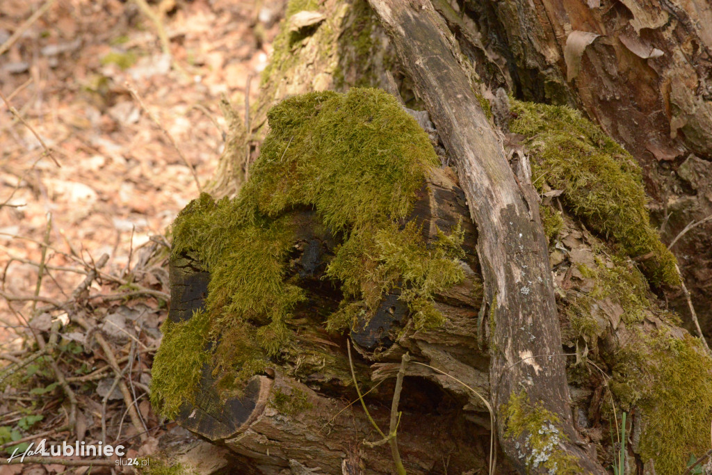 Staw Piegża wysycha