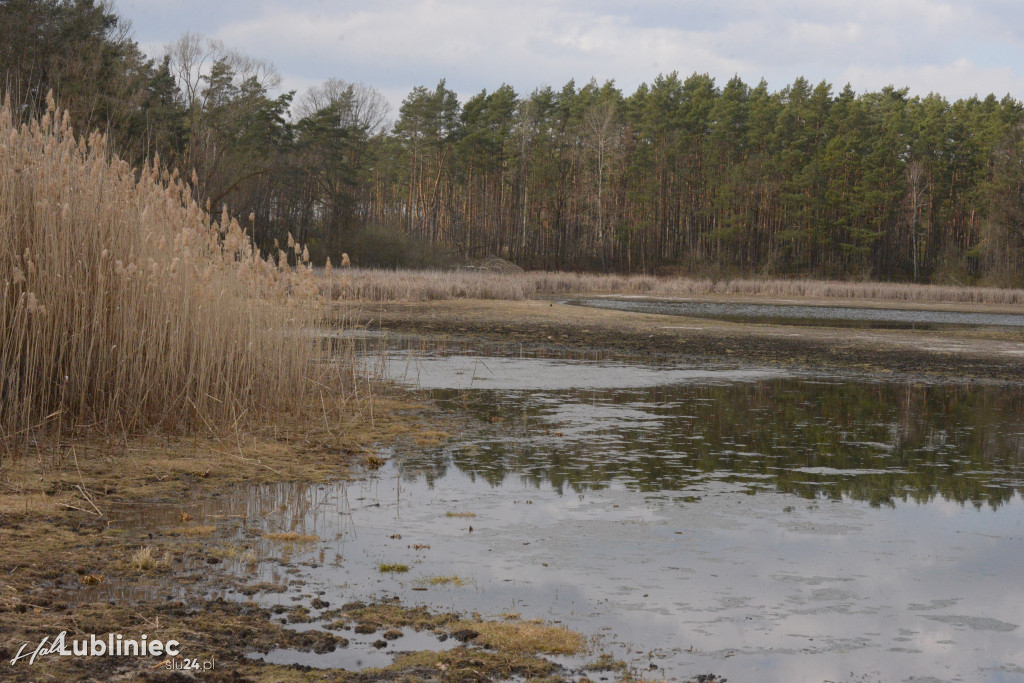 Staw Piegża wysycha
