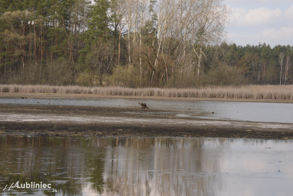 Staw Piegża wysycha