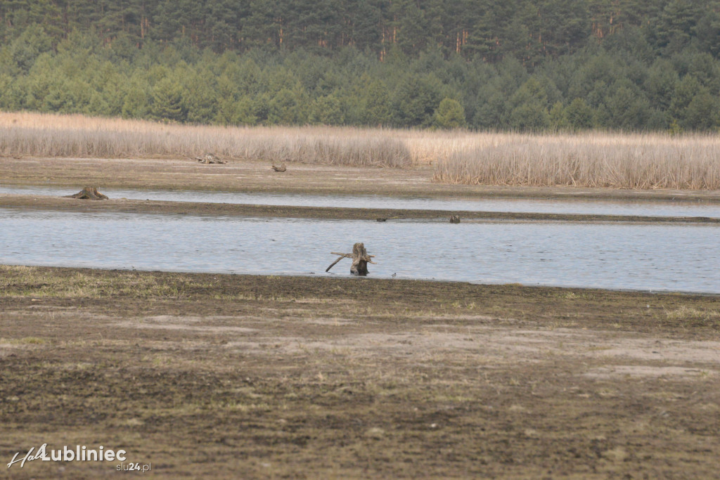 Staw Piegża wysycha