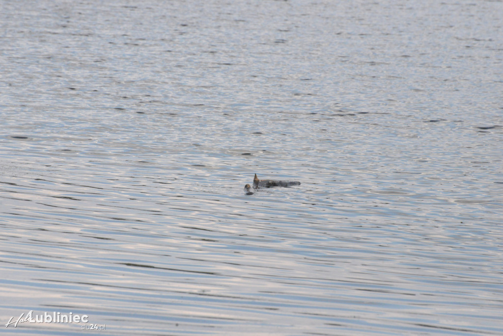 Staw Piegża wysycha
