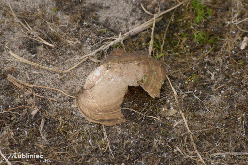 Staw Piegża wysycha