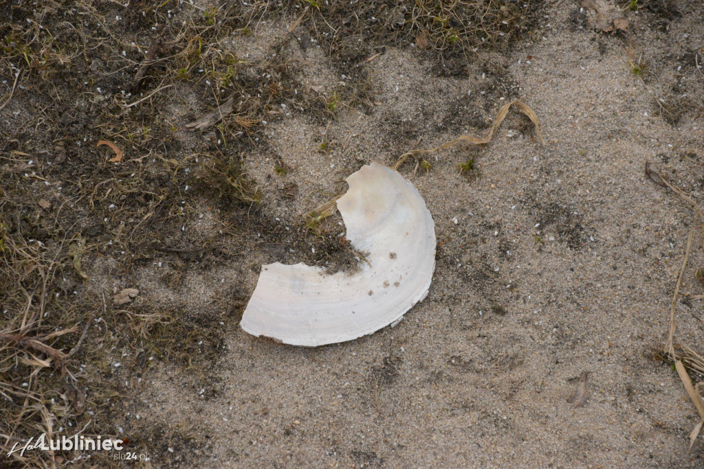 Staw Piegża wysycha