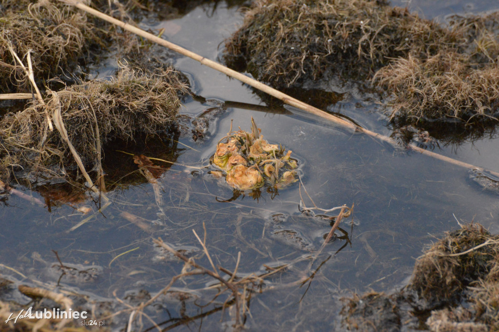 Staw Piegża wysycha