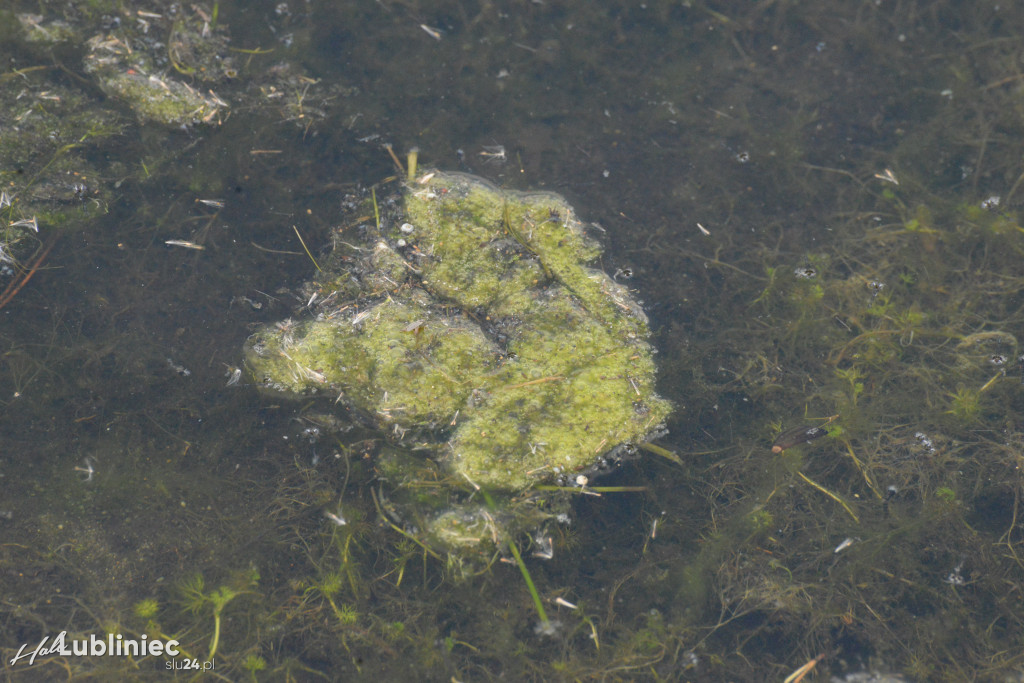 Staw Piegża wysycha