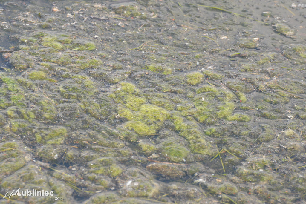 Staw Piegża wysycha