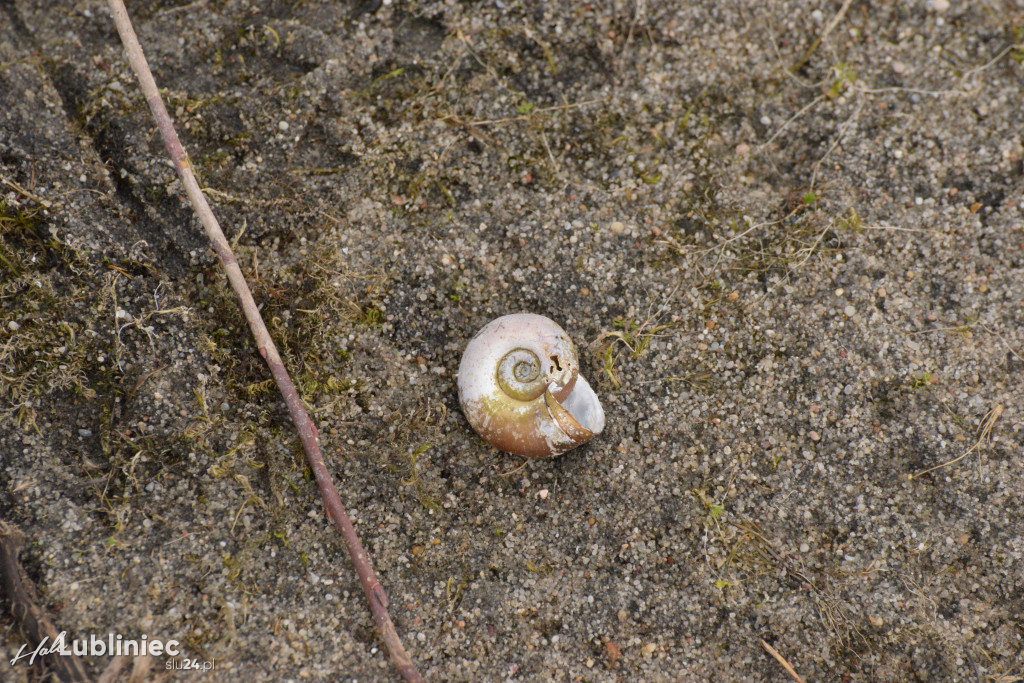 Staw Piegża wysycha