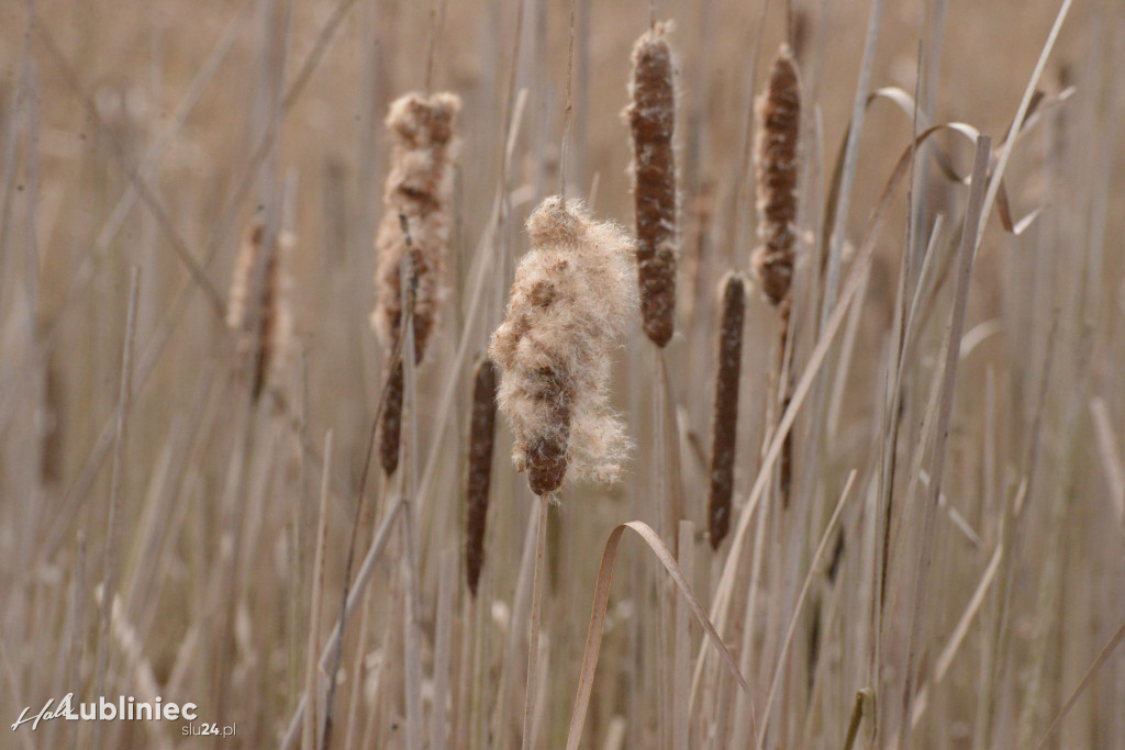 Staw Piegża wysycha