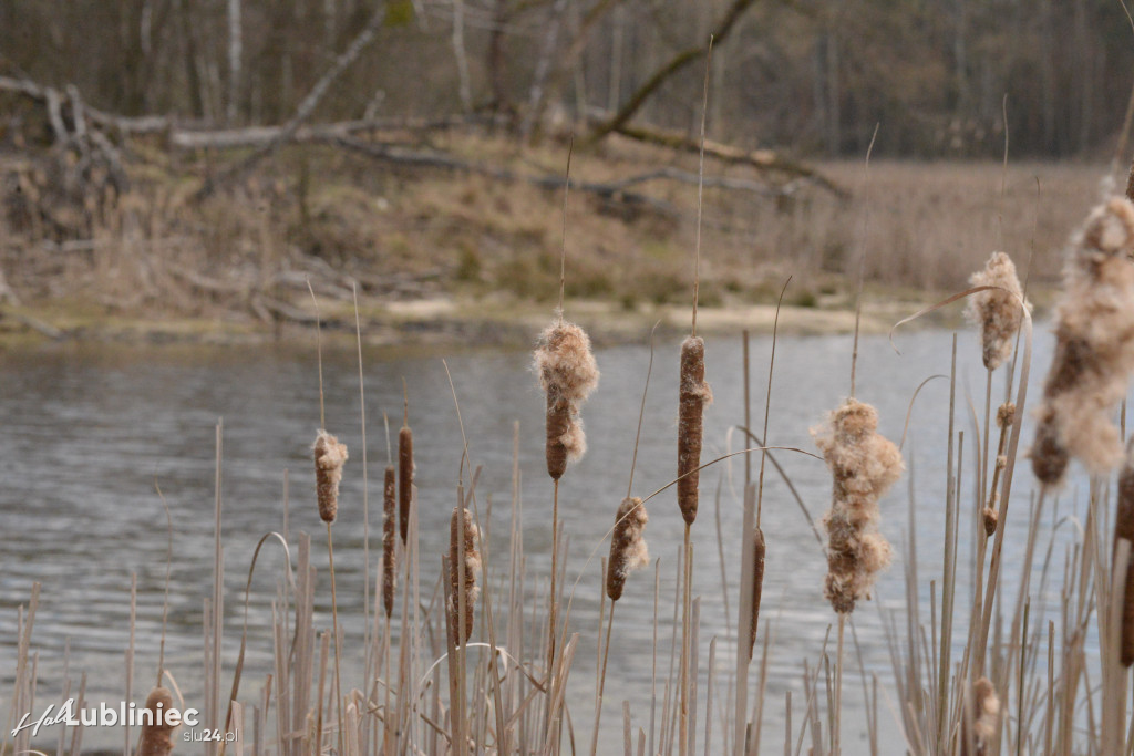 Staw Piegża wysycha