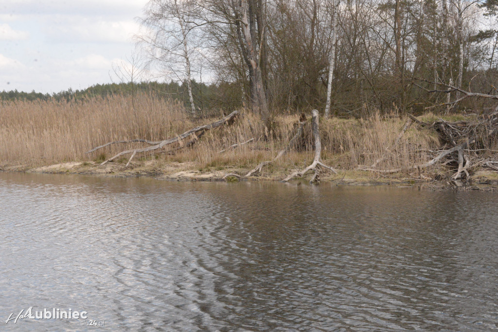 Staw Piegża wysycha