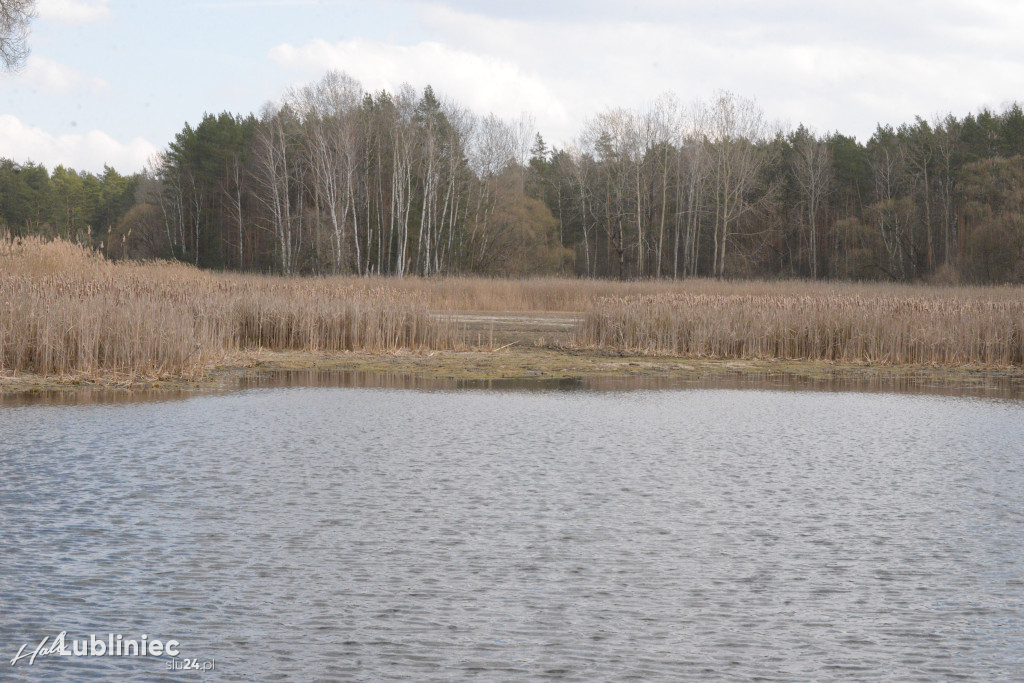Staw Piegża wysycha