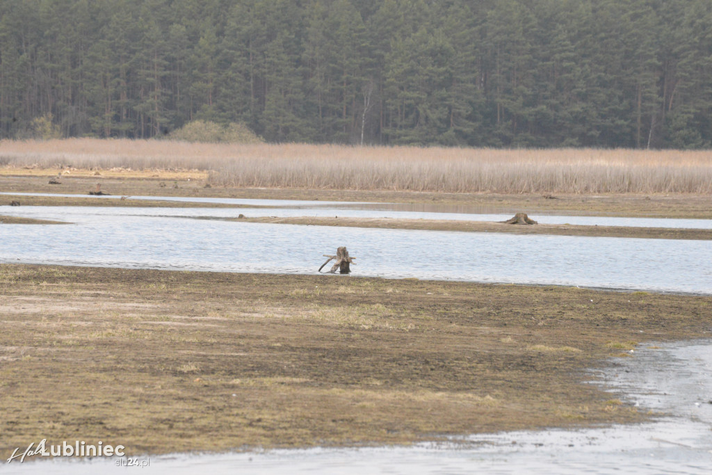 Staw Piegża wysycha