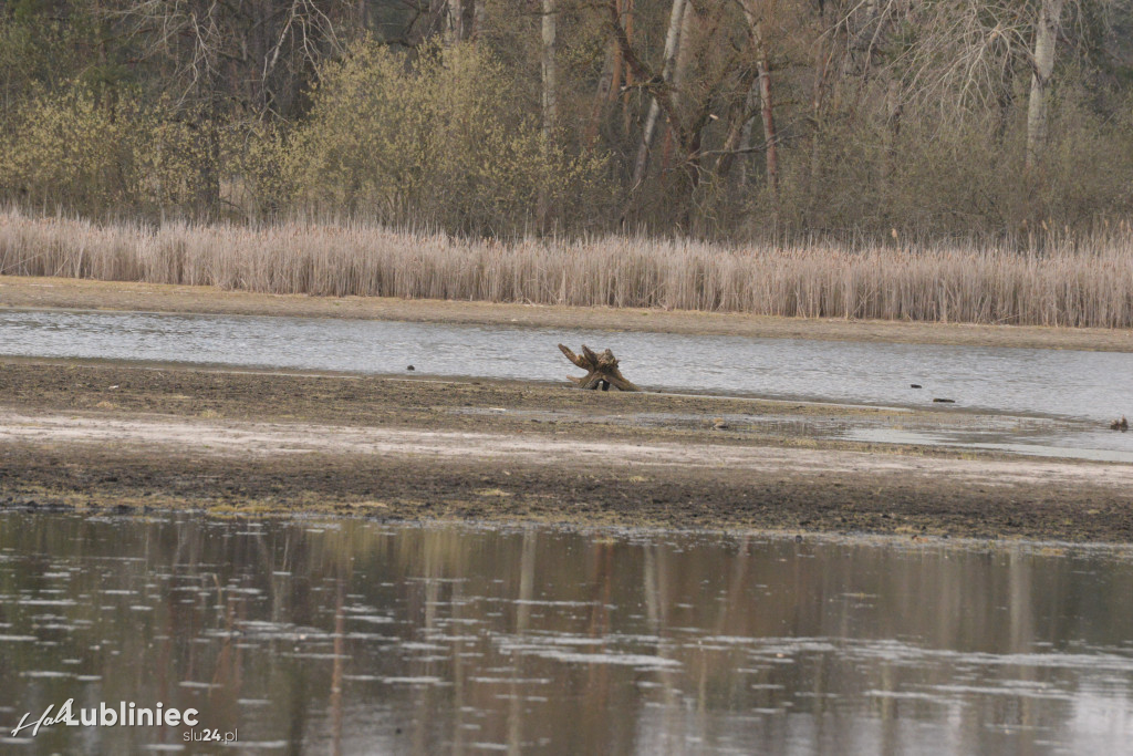 Staw Piegża wysycha