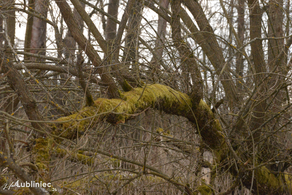 Staw Piegża wysycha