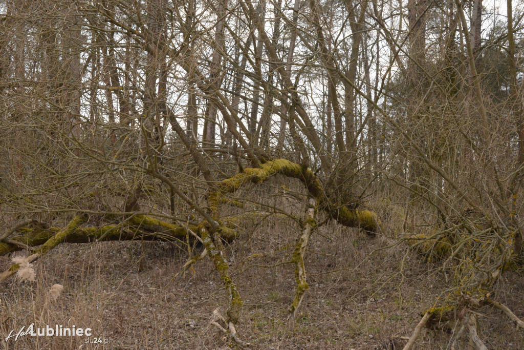 Staw Piegża wysycha