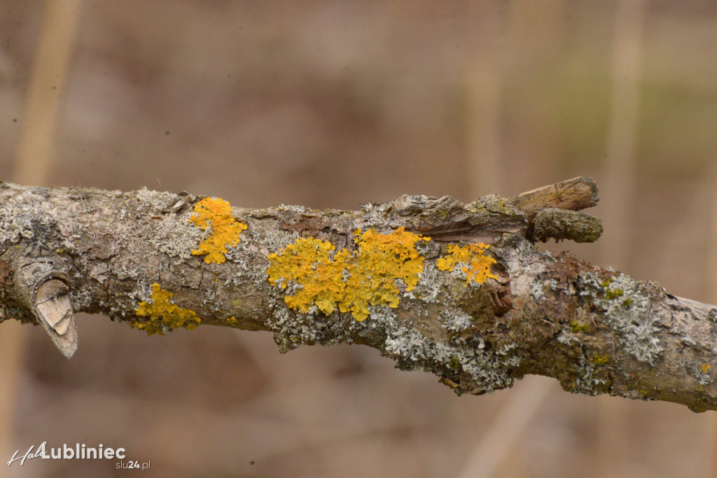 Staw Piegża wysycha
