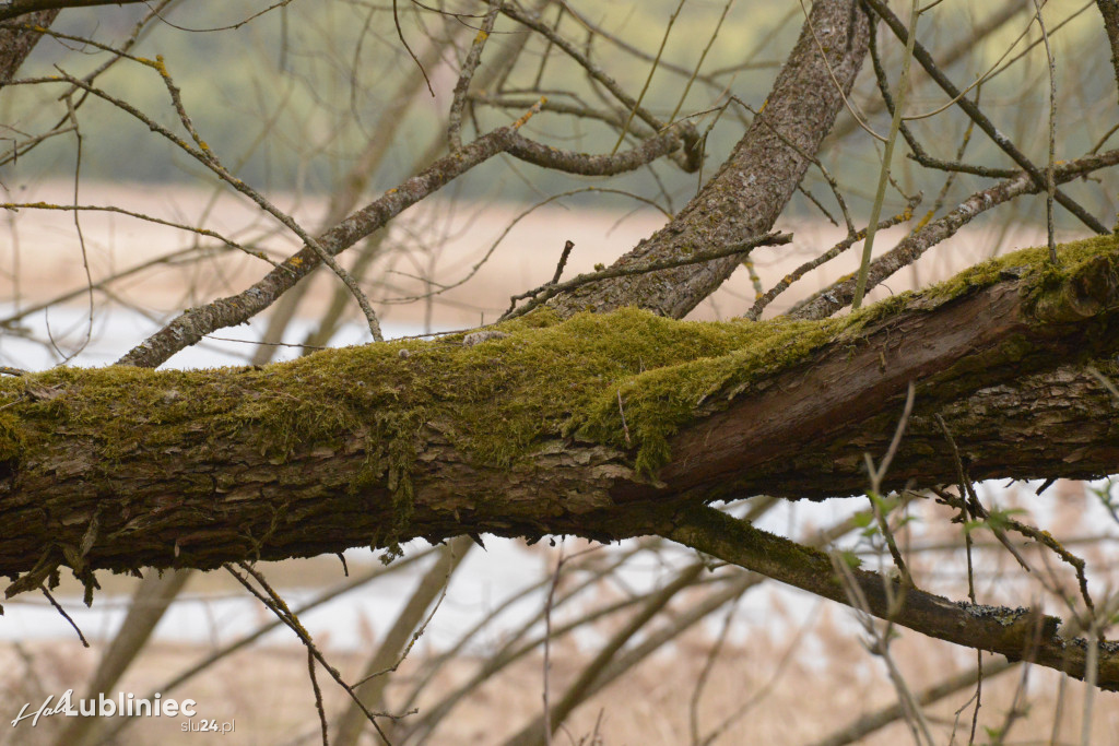 Staw Piegża wysycha