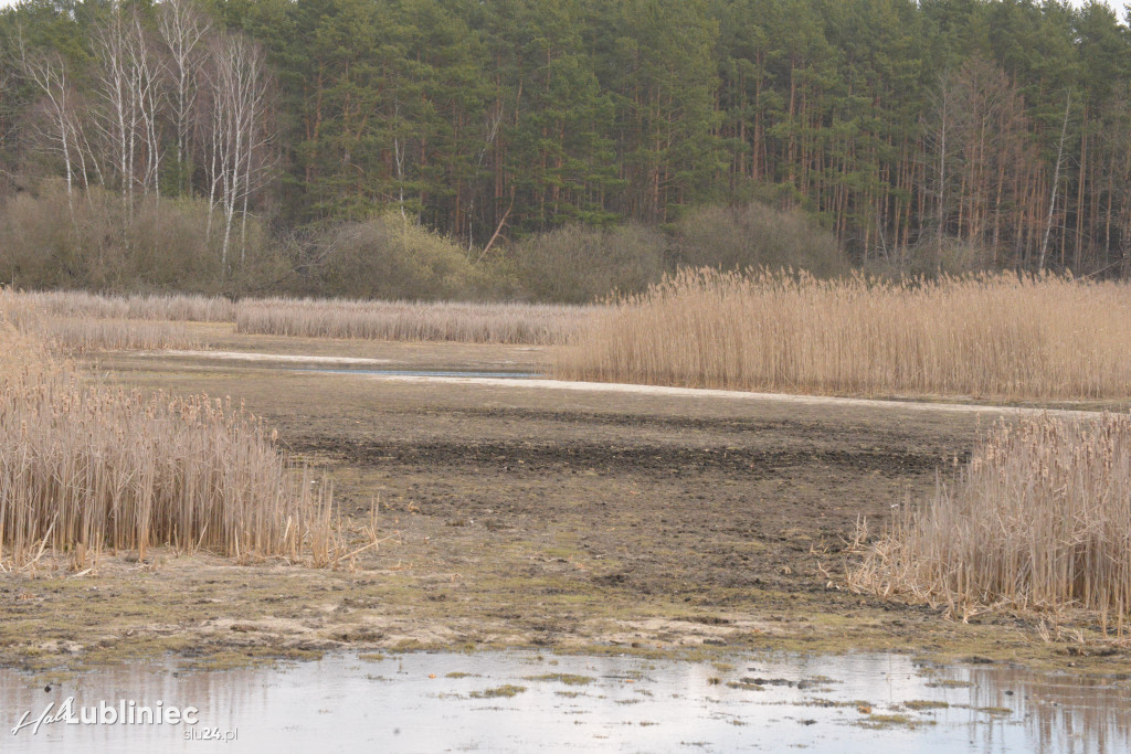 Staw Piegża wysycha