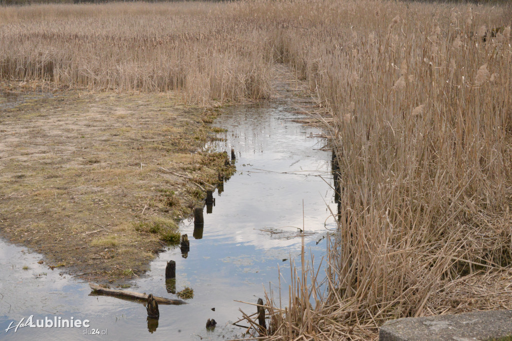 Staw Piegża wysycha