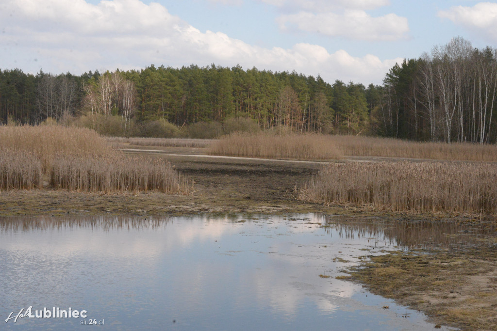 Staw Piegża wysycha
