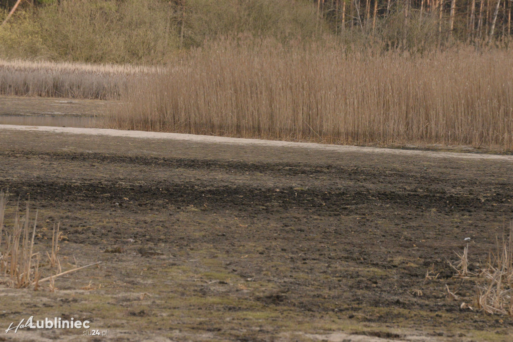 Staw Piegża wysycha