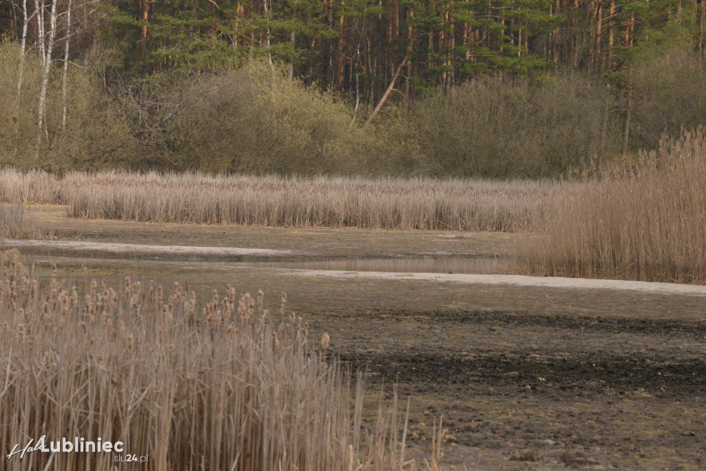 Staw Piegża wysycha