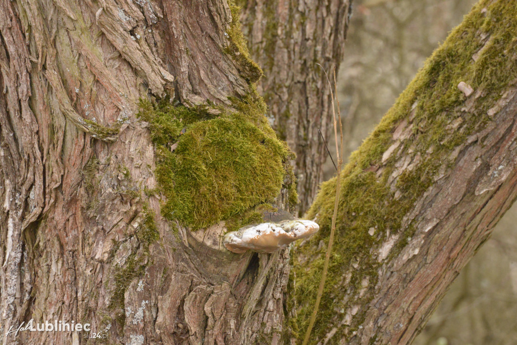 Staw Piegża wysycha