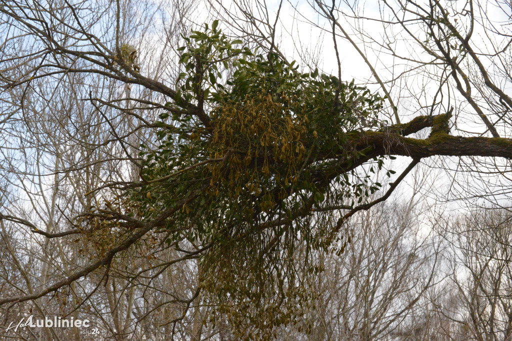 Staw Piegża wysycha
