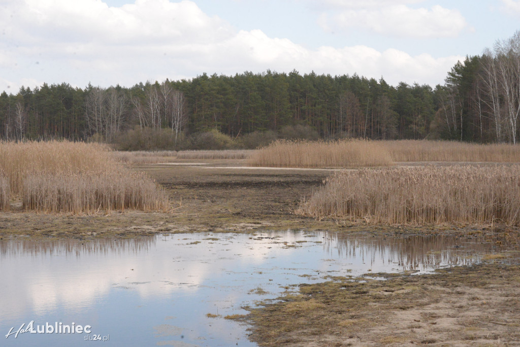 Staw Piegża wysycha