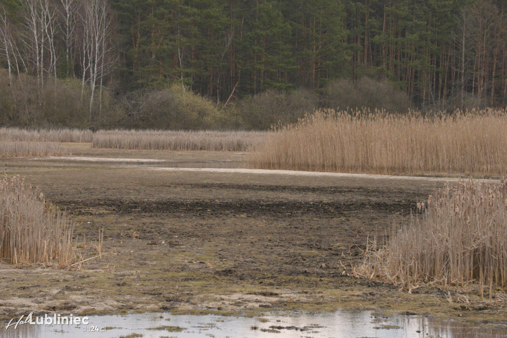 Staw Piegża wysycha